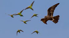 Flocks of budgies in Australia