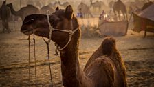 A camel at the Pushkar Camel Fair, Rajasthan, India - the biggest camel fair in the world.