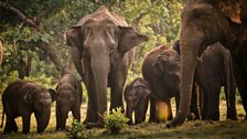 Elephants gather in large numbers at Minneriya lake, Sri Lanka