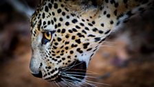 Young leopard in Yala National Park, Sri Lanka.