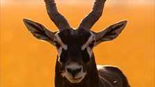 Blackbuck, Velavadar National Park, India.