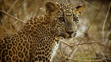 Leopard in Yala National Park, Sri Lanka.