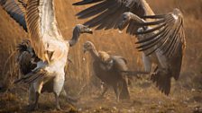 Scavenging vultures squabble around a carcass in the Preah Vihear Protected Forest, Cambodia.