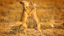 Desert Foxes of the Rann of Kutch, India rely on the dry season for denning.