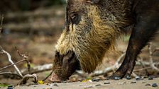 Bearded pig truffling for crabs on the beach in Borneo