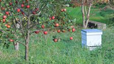 Autumn In The Garden At Ballyrobert