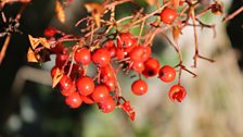 Autumn In The Garden At Ballyrobert