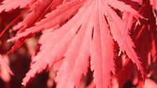 Autumn In The Garden At Ballyrobert