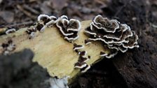 Turkeytail