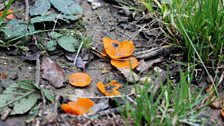 Orange Peel Fungus