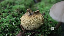 Common Earthball