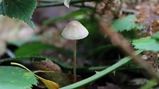 Bonnet Fungus