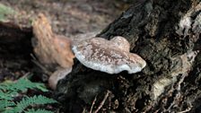 Birch polypore