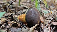 Bay Bolete