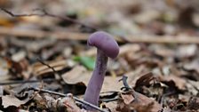 Amethyst Deceiver