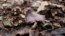 Amethyst Deceiver