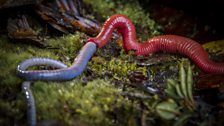 A giant red leech feeds on a Bornean blue earthworm