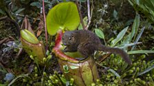 A mountain treeshrew feeds on the sugar secretions of a giant pitcher plant, Mount Kinabalu, Borneo