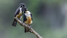 Black-thighed falconet, the world’s smallest bird of prey