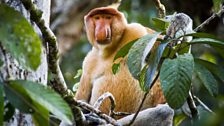 The extended gut of the proboscis monkey allows them to break down toxins that the plants use to protect their foliage