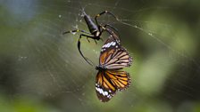 Golden orb spider removes a toxic tiger butterfly from her web, Tambunan, Borneo