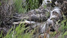 Hen harriers are a protected species but are often unwelcome on game reserves as they reduce the number of grouse for the shoot