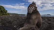 Crested black macaque, Tangkoko, Sulawesi. One of the most social of all primates.