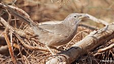 Arabian Babbler