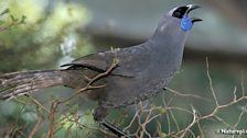 North Island Kokako