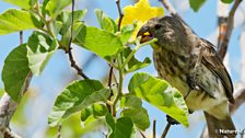 Vegetarian Tree Finch