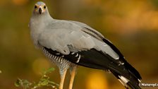 Madagascar Harrier Hawk