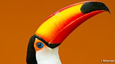 Toco Toucan