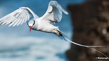 Red-Billed Tropicbird