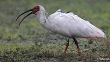 Japanese Crested Ibis