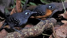 Plumbeous Antbird