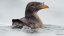 Rhinoceros Auklet