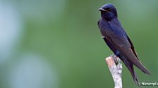 Purple Martin