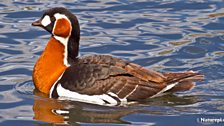 Red-Breasted Goose