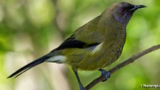 New-Zealand Bellbird