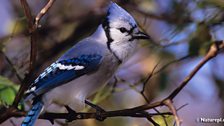 Blue Jay