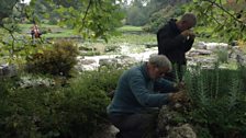 Snail hunting in alpine rock garden