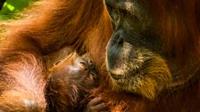 A mother Sumatran orangutan and her 10 day old baby