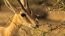 Chinkara (or Indian gazelle) in Rajasthan, India - this species thrives alongside the Bishnoi people.