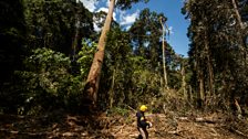 Sustainable forestry at Deramakot Forest Reserve in Sabah, Malaysian Borneo