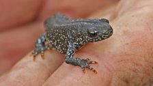 This great crested newt is a juvenile born this year