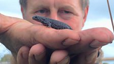 RSPB volunteer Andre Blacker is licensed to handle and survey amphibians at Ham Wall Nature Reserve in Somerset