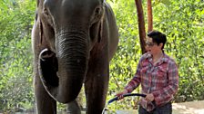 Sue visits a sanctuary for rescued elephants in Mondulikiri, Cambodia.