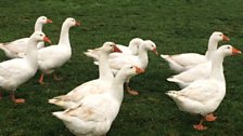 Andrew Whitelty's geese