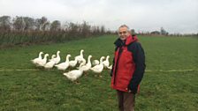 Andrew Whitely | With his geese