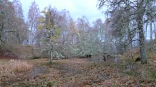 The woodland beside Loch Insh is a canvas of purple, yellow and evergreen leaves and glistening lichen